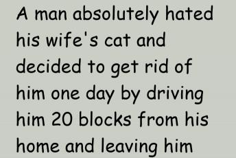 A Man Hated His Wife’S Cat