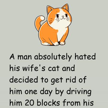 A Man Hated His Wife’S Cat