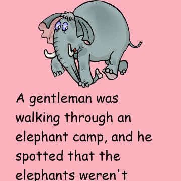 The Elephant Rope And Belief